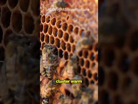 Bee AC &amp; Heating! How Honeybees Control Hive Temperature 🌡️🐝 #Honeybees #short #NatureFacts #bee