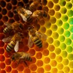Termoregulacja w ulu: Odkrycie genialnej kontroli klimatu w naturze